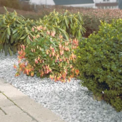 Dekorstein 25 kg - Hvit granitt - Safestone