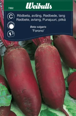 Rødbeter lang cylindra