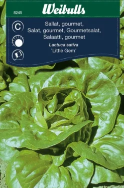 Salat, gourmet 'Little Gem'