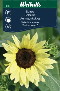 Solsikke 'Buttercream'