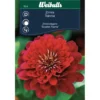 Zinnia Elegans 'Scarlet Flame'